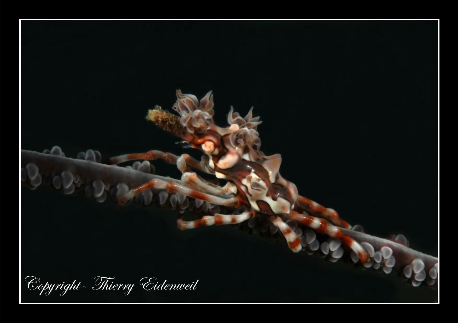 Anilao Macro Dive Media Highlight